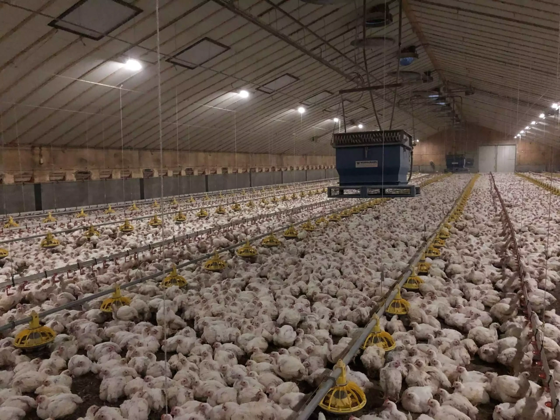 Pluimveestal met rijen voederbakken en kippen